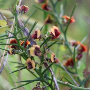 Daviesia genistifolia at Wodonga, VIC - 6 Sep 2023