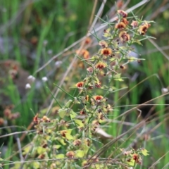 Daviesia genistifolia at Wodonga, VIC - 6 Sep 2023 10:55 AM
