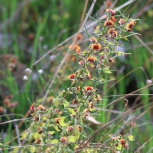 Daviesia genistifolia at Wodonga, VIC - 6 Sep 2023