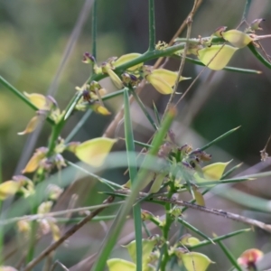 Daviesia genistifolia at Wodonga, VIC - 6 Sep 2023 10:55 AM