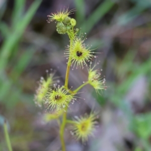 Drosera gunniana at Wodonga, VIC - 6 Sep 2023