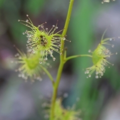 Drosera gunniana at Wodonga, VIC - 6 Sep 2023 10:57 AM