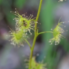 Drosera gunniana at Wodonga, VIC - 6 Sep 2023