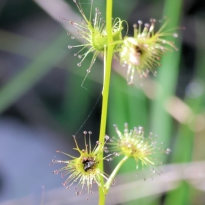 Drosera gunniana at Wodonga, VIC - 6 Sep 2023