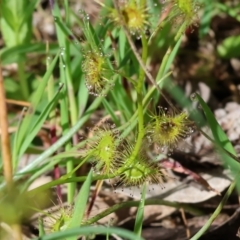 Drosera gunniana at Wodonga, VIC - 6 Sep 2023