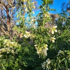 Chamaecytisus palmensis (Tagasaste, Tree Lucerne) at Symonston, ACT - 6 Sep 2023 by Mike