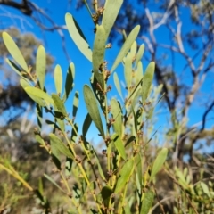 Daviesia mimosoides subsp. mimosoides at Isaacs Ridge and Nearby - 6 Sep 2023 by Mike