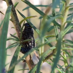 Perga sp. (genus) at Jerrabomberra, ACT - 6 Sep 2023