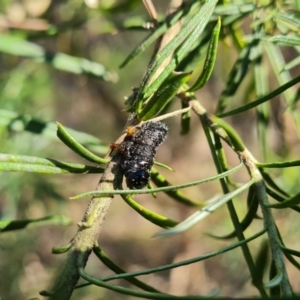 Perga sp. (genus) at Jerrabomberra, ACT - 6 Sep 2023