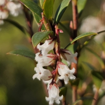 Leucopogon gelidus at Tallaganda National Park - 6 Sep 2023 by Csteele4