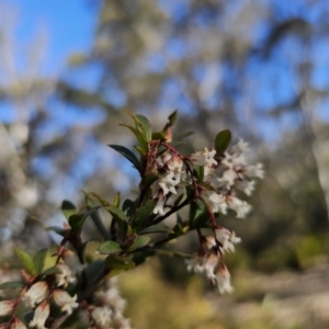 Leucopogon gelidus at Captains Flat, NSW - 6 Sep 2023