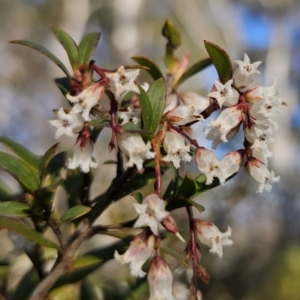 Leucopogon gelidus at Captains Flat, NSW - 6 Sep 2023