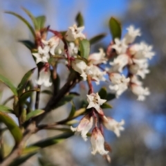 Leucopogon gelidus at Captains Flat, NSW - 6 Sep 2023