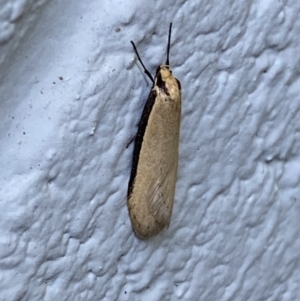 Philobota xiphostola at Mitchell, ACT - 6 Sep 2023