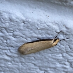 Philobota xiphostola at Mitchell, ACT - 6 Sep 2023