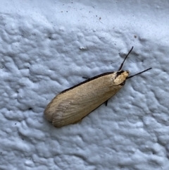 Philobota xiphostola at Mitchell, ACT - 6 Sep 2023