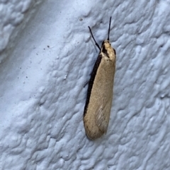 Philobota xiphostola at Mitchell, ACT - 6 Sep 2023