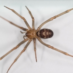 Steatoda grossa (Cupboard or Brown house spider) at QPRC LGA - 5 Sep 2023 by MarkT