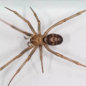 Steatoda grossa at Jerrabomberra, NSW - 5 Sep 2023