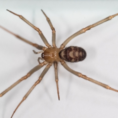 Steatoda grossa (Cupboard or Brown house spider) at Jerrabomberra, NSW - 5 Sep 2023 by MarkT