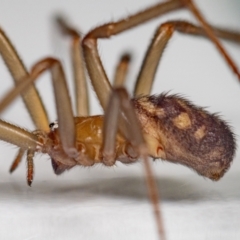 Steatoda grossa at Jerrabomberra, NSW - 5 Sep 2023