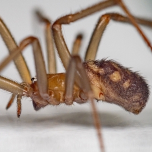 Steatoda grossa at Jerrabomberra, NSW - 5 Sep 2023