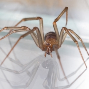 Steatoda grossa at Jerrabomberra, NSW - 5 Sep 2023