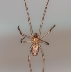 Steatoda grossa at Jerrabomberra, NSW - 5 Sep 2023