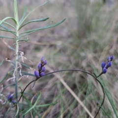 Comesperma volubile (Love Creeper) at Captains Flat, NSW - 6 Sep 2023 by Csteele4