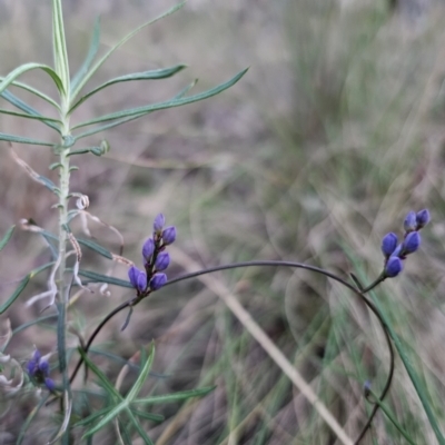 Comesperma volubile (Love Creeper) at Captains Flat, NSW - 6 Sep 2023 by Csteele4