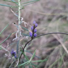 Comesperma volubile at Captains Flat, NSW - 6 Sep 2023