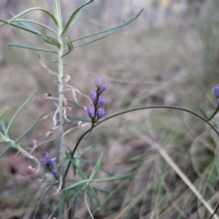 Comesperma volubile at Captains Flat, NSW - 6 Sep 2023