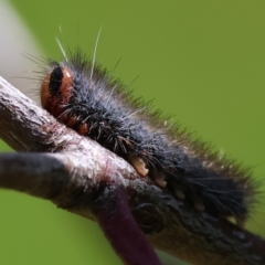 Epicoma (genus) (Unidentified Prominent moth) at Wodonga, VIC - 6 Sep 2023 by KylieWaldon