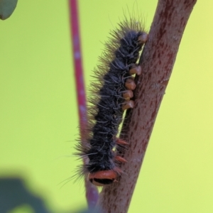 Epicoma (genus) at Wodonga, VIC - 6 Sep 2023 11:02 AM