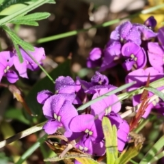 Hardenbergia violacea (False Sarsaparilla) at Jack Perry Reserve - 6 Sep 2023 by KylieWaldon