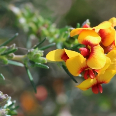 Dillwynia sericea (Egg And Bacon Peas) at Jack Perry Reserve - 6 Sep 2023 by KylieWaldon