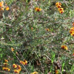 Dillwynia sericea at Wodonga, VIC - 6 Sep 2023