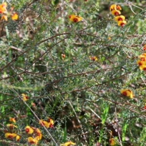 Dillwynia sericea at Wodonga, VIC - 6 Sep 2023