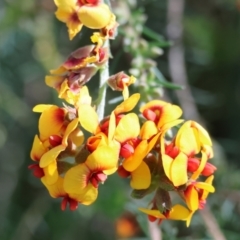Dillwynia sericea at Wodonga, VIC - 6 Sep 2023