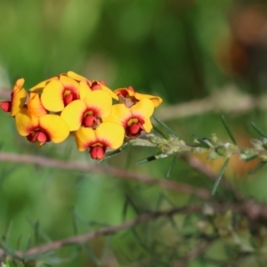 Dillwynia sericea at Wodonga, VIC - 6 Sep 2023