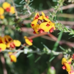 Dillwynia sericea at Wodonga, VIC - 6 Sep 2023