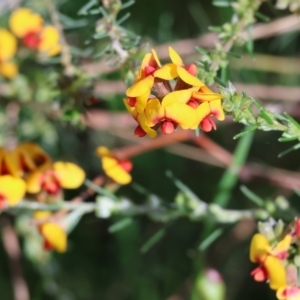 Dillwynia sericea at Wodonga, VIC - 6 Sep 2023