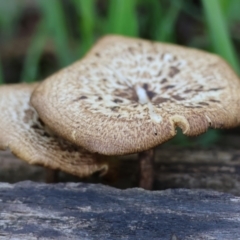 Unidentified Fungus at Wodonga, VIC - 6 Sep 2023 by KylieWaldon