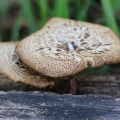 Lentinus arcularius (Fringed Polypore) at Wodonga, VIC - 6 Sep 2023 by KylieWaldon