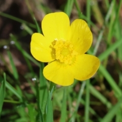 Ranunculus sp. (Buttercup) at Jack Perry Reserve - 6 Sep 2023 by KylieWaldon