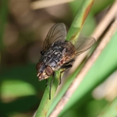 Unidentified Bristle Fly (Tachinidae) at Jack Perry Reserve - 6 Sep 2023 by KylieWaldon