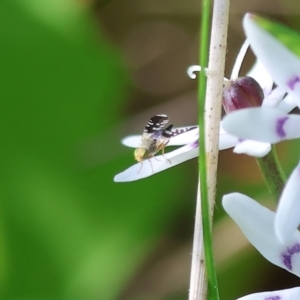 Spathulina acroleuca at Wodonga, VIC - 6 Sep 2023 11:05 AM