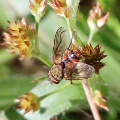 Unidentified True fly (Diptera) at Wodonga - 6 Sep 2023 by KylieWaldon