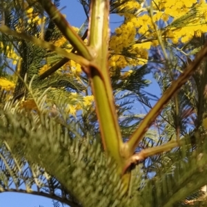 Acacia decurrens at Fadden, ACT - 6 Sep 2023