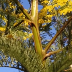 Acacia decurrens (Green Wattle) at Fadden, ACT - 5 Sep 2023 by KumikoCallaway